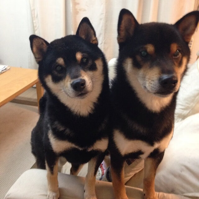 孤胆英雄迪巴拉,欧冠淘汰赛之夜,一个人扛起一支球队的荣耀